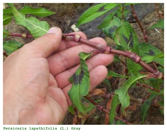 Persicaria lapathifolia (L.) Gray